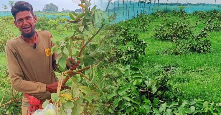 চুয়াডাঙ্গায় রাতের আঁধারে চাষির পেয়ারা বাগান কেটে তছনছ